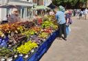 Andover Gardening Fair is returning to the High Street on Sunday, May 19