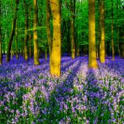 Bluebells (image from PA)