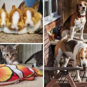 Andover readers share photos of their animals for National Pet Day