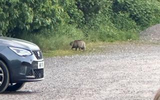An animal resembling a raccoon dog was spotted outside the Andover Rugby Football Club on Friday, May 17.