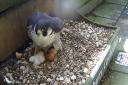 Salisbury Cathedral’s first two peregrine falcon chicks of 2024 have hatched