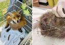 Animals rescued by the RSPCA