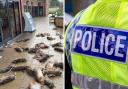 Dozens of dead animals dumped outside village shop