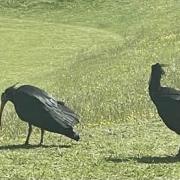 Two rare Northern Bald Ibis birds spotted in Andover enjoying a day out