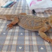 Goggie, the missing Bearded Dragon.
