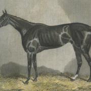 Andover, the horse bred by William Etwall