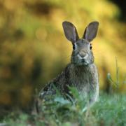 Over 40 dead animals, including hares, were found dumped in Longstock Road (stock image)