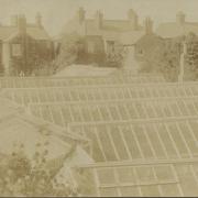William Sanders’ nurseries to the rear of Vine Cottage in Junction Rd, c.1900, courtesy David Howard
