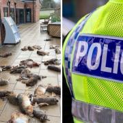 Dozens of dead animals dumped outside village shop