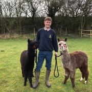 Mike Tennick with two of his alpacas at Bridge End Alpacas, based in Broad Road, Monxton