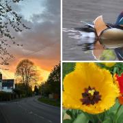 Andover Advertiser Camera Club snap the fantastic colours of April