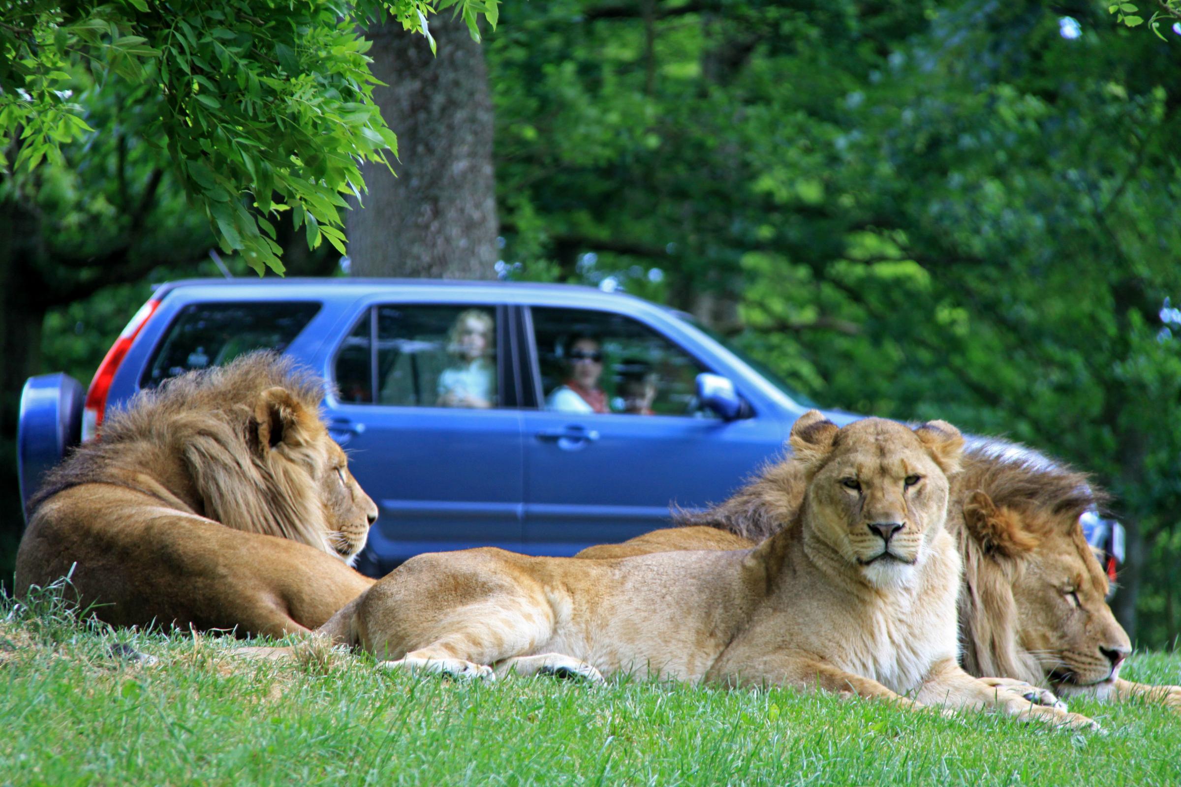 Lion country at Longleat Safari Park