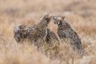 The photo of four cheetahs caught in an unexpected downpour captured by Sue Morris