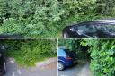 Robert Hickman complained about the overgrown trees in Augusta Park that stopped him parking. Credit: Robert Hickman