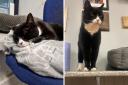 Jess the beloved cat lived at the station for 13 years after it was abandoned by its