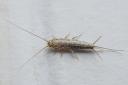Silverfish do not bite, sting or carry any diseases. 
