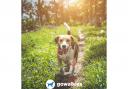 Free dog walking app available in Hampshire