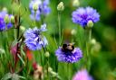 Dobbies will hold pollinator workshops