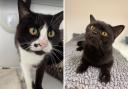 Cats rescued by the RSPCA