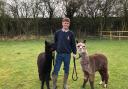 Mike Tennick with two of his alpacas at Bridge End Alpacas, based in Broad Road, Monxton