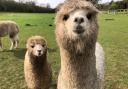 13 of the best photos from recent visit to Bridge End Alpacas