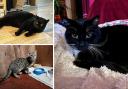 Cats in the Basingstoke and Andover RSPCA's care