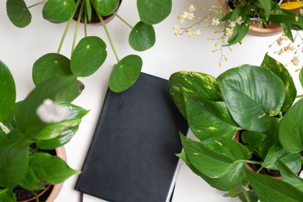 Andover Advertiser: A black notebook surrounded by indoor plants. Credit: PA