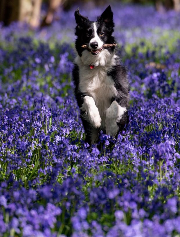 Andover Advertiser: Keeping an eye out for risks means your pet can enjoy spring as much as you do. Picture: PA
