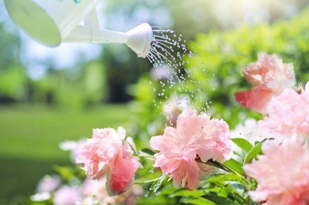 Andover Advertiser: A watering can watering some pink flowers. Credit: Canva