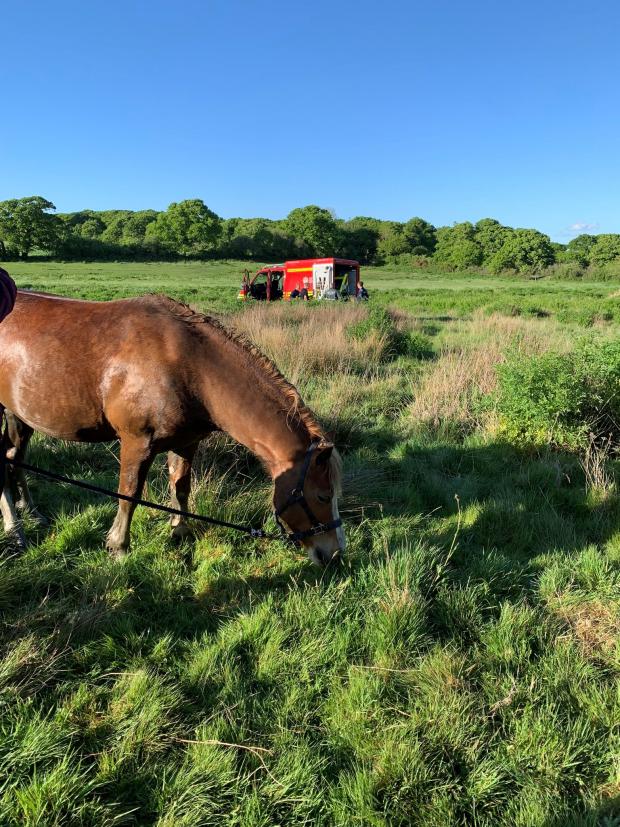 Andover Advertiser: Paddy the horse 