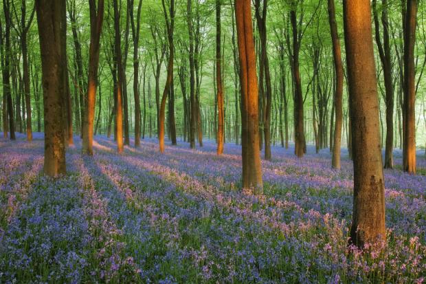Bluebells in Micheldever Woods near Winchester. Photo: Guy Edwardes_2020VISION