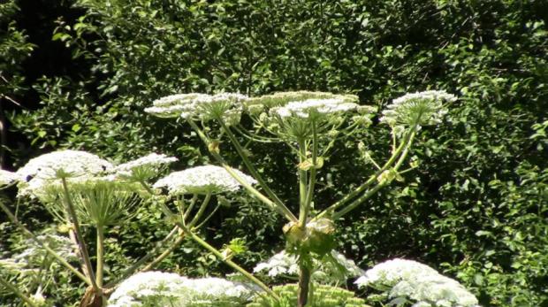 Andover Advertiser: Giant Hogweed or Cow Parsley. (SWNS)