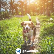 Free dog walking app available in Hampshire