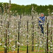 Maintaining the Jazz apple trees in full bloom at The Waitrose Farm in Leckford. Image: Solent News & Photo Agency