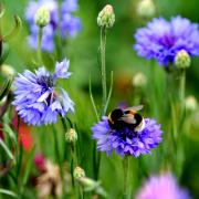 Dobbies will hold pollinator workshops