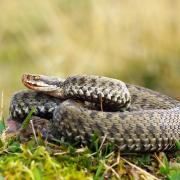 Adders are the only wild venomous snake in the UK