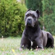 The Cane Corso breed was the dog breed destroyed the most by Hampshire police in the last three years