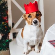 See the Christmas foods dogs can and can't eat as well as the symptoms to look out for which can tell you if they've eaten something they shouldn't have.