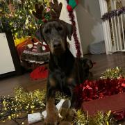 Pup described as a 'gentle giant' looking for its forever home this Christmas