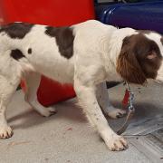 The dog was brought into Andover Police station with cut paws.