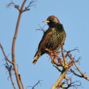 Where can I spot starlings near Andover?