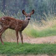 Deer can be a danger to motorists