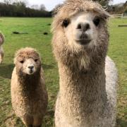 13 of the best photos from recent visit to Bridge End Alpacas