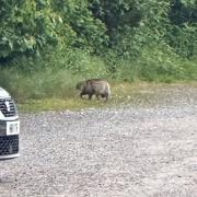 An animal resembling a raccoon dog was spotted outside the Andover Rugby Football Club on Friday, May 17.