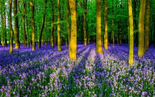 Bluebells (image from PA)