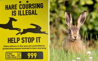 Residents urged to contact police after rise in hare coursing