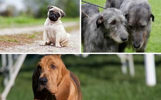 The team at Puppies.co.uk used the golden ratio and thousands of posts on Reddit and X to make the top 10 ugliest dog breed list.