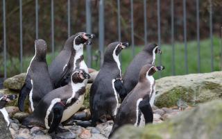 'They have settled in quickly': Hampshire zoo welcomes ten Humbodlt penguins