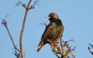 Where can I spot starlings near Andover?