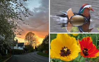 Andover Advertiser Camera Club snap the fantastic colours of April